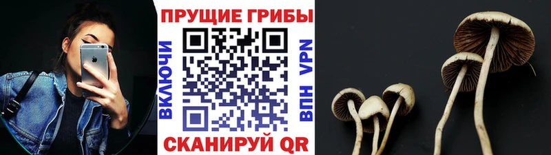 Псилоцибиновые грибы мицелий  Кодинск 